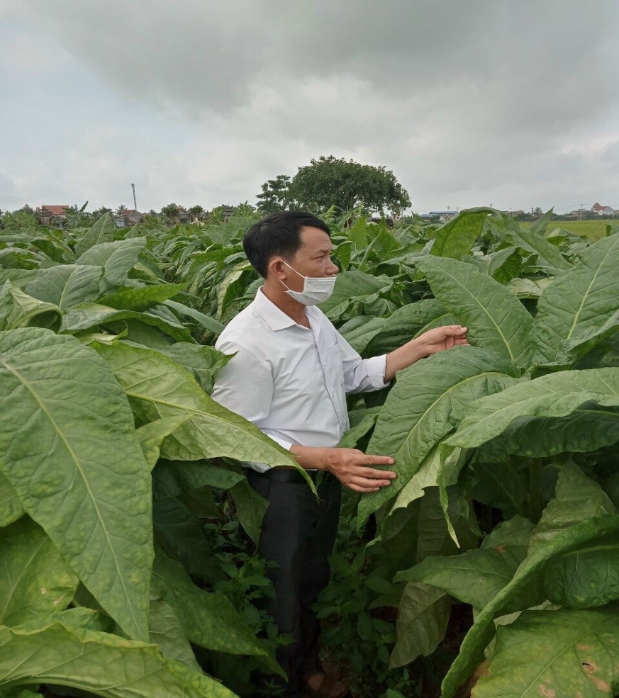 Thuốc Lào Lá To và Thuốc Lào Lá Nhỏ