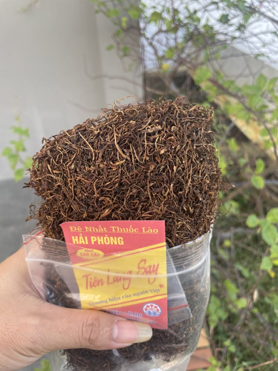 Thưởng thức thuốc lào Hải Phòng với điếu cày cao cấp