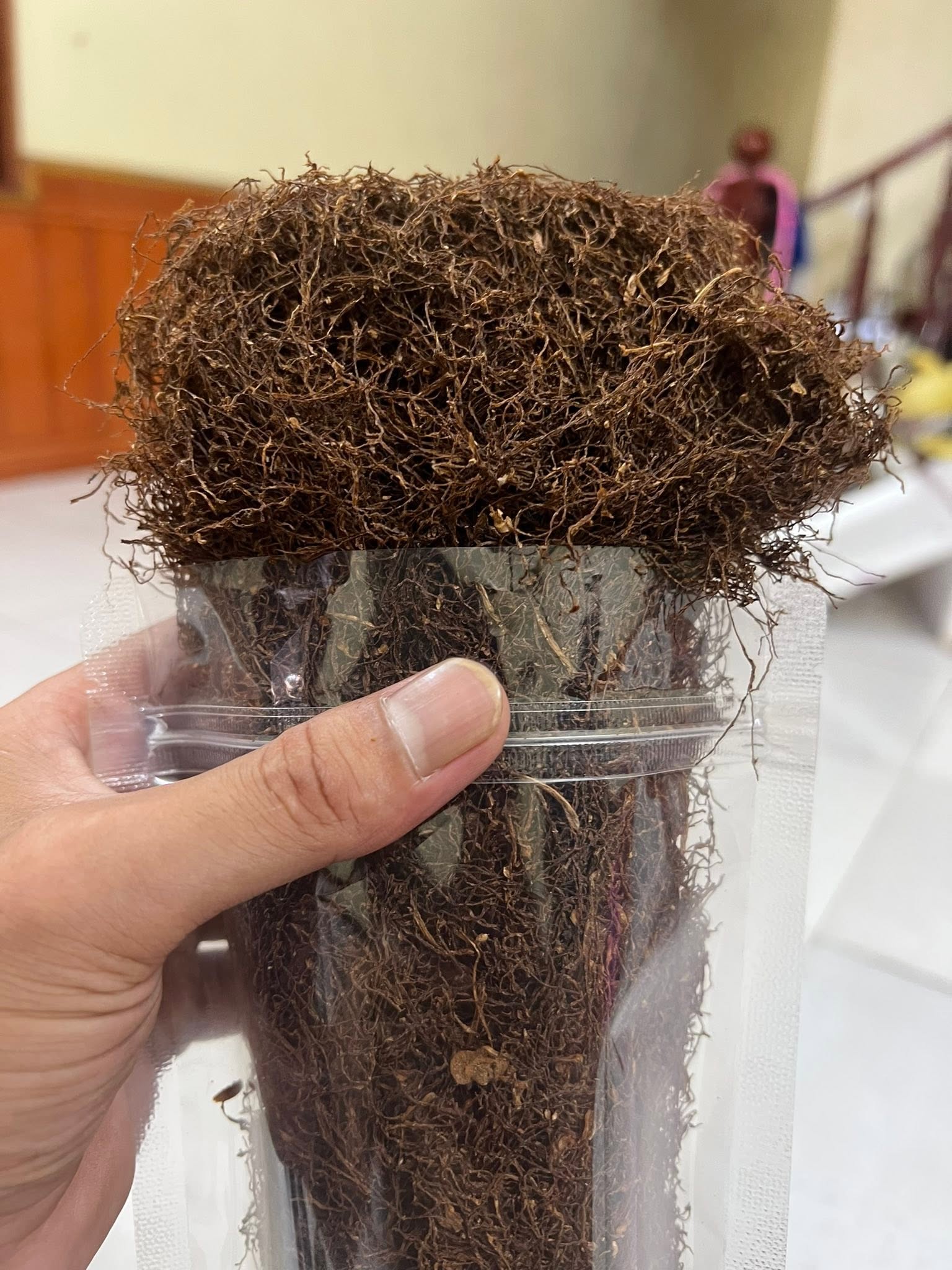 Quy trình chăm sóc thuốc lào Ré Đen Tiên Lãng