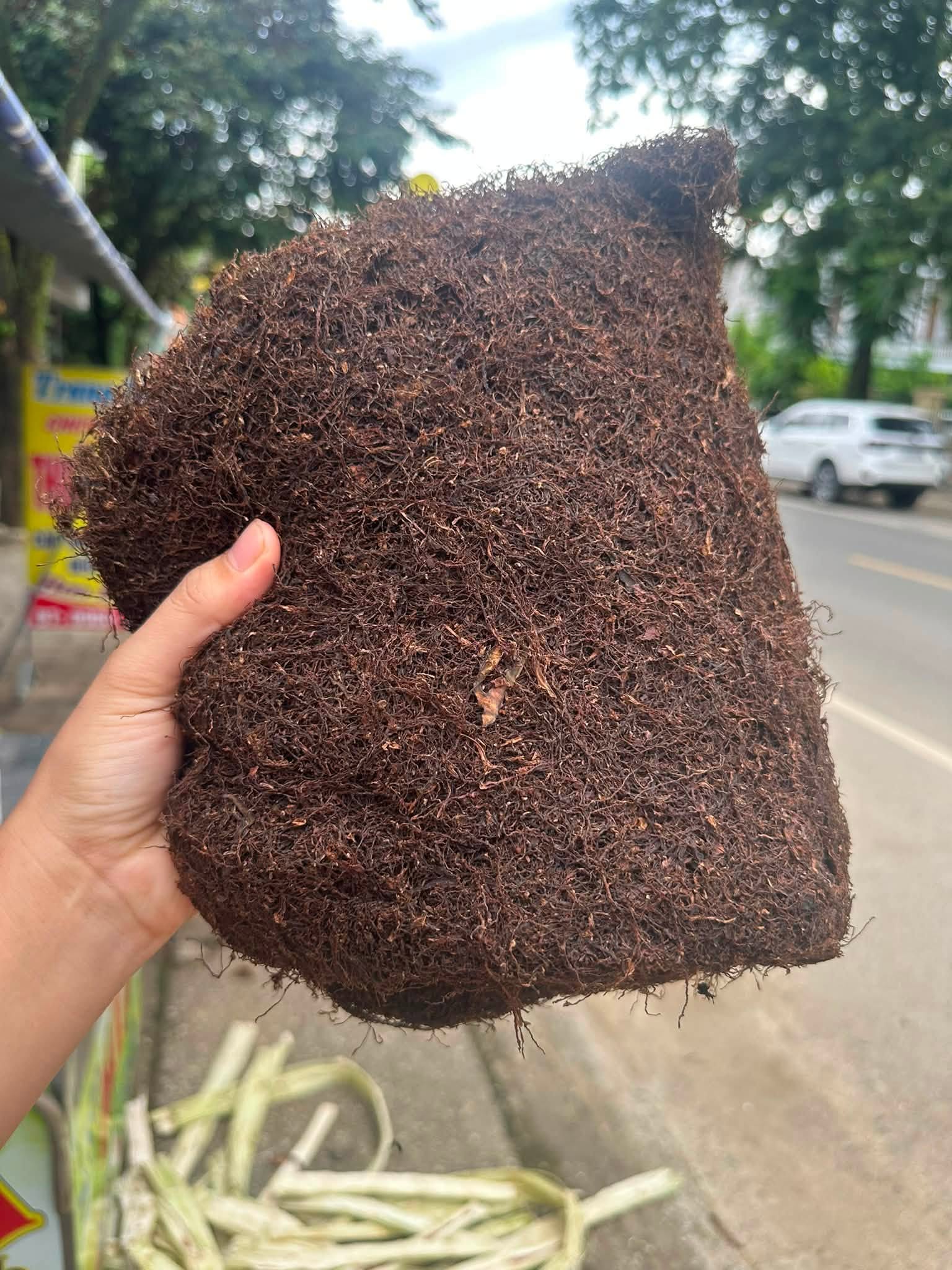 Kỹ thuật chăm sóc thuốc lào An Tử Hạ tại Tiên Lãng