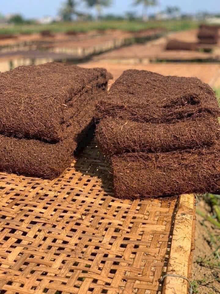 So sánh thuốc lào Tiên Lãng và Vĩnh Bảo từ điều kiện thổ nhưỡng vùng trồng