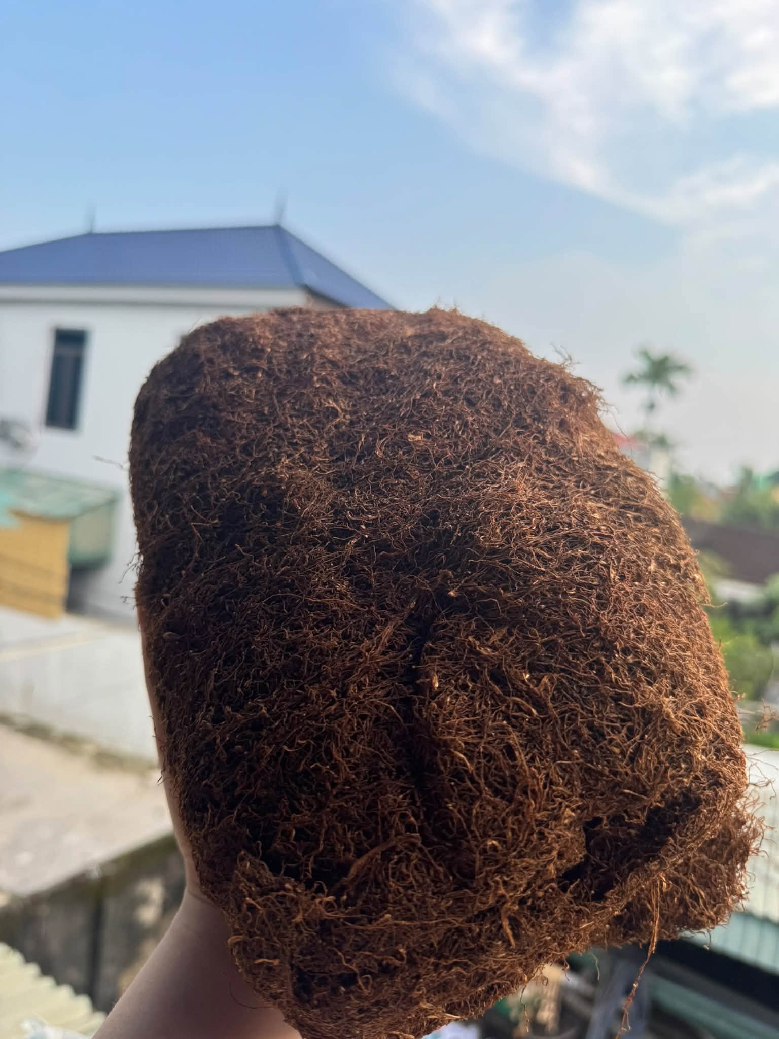 Bảo quản đúng kỹ thuật sau khi áp dụng cách nhận biết thuốc lào Tiên Lãng chuẩn mộc
